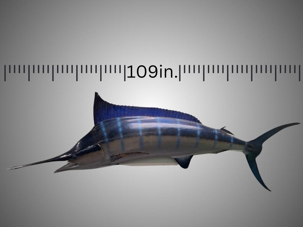 Large sail fish specimen, wall mounted, slight wea