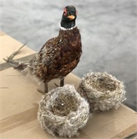 "Nests & Pheasant"- Free Standing Taxidermy
