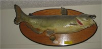 Mounted 10lb Catfish (1983)