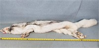 Blue Fox Fur Hide, 50" Long