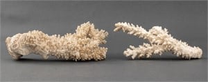White Coral Specimen, 2