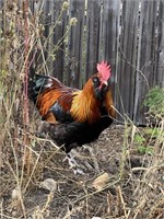Olive Egger rooster