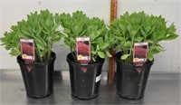 Stonecrop plants, 3 pots