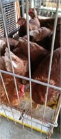 high line brown pullets