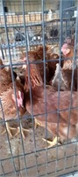 high line brown pullets