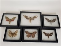 6 Preserved & Mounted Moths
