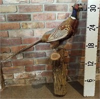 Taxidermy Pheasant on Log