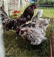 2 hens, 1 rooster-Blue Ameracauna-Breeding trio