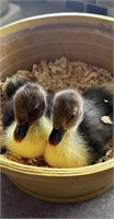 2 Unsexed-Muscovy Ducklings