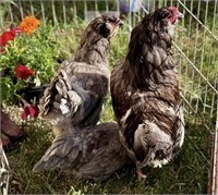 2hens,1 rooster-Blue Ameracauna-Breeding trio