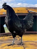 Rooster-Ayam Cemani-USA import, 8 months