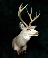 Trophy mule deer