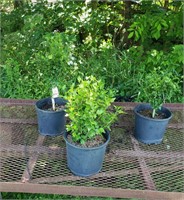 3 Double Red Rose of Sharon Plants