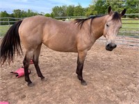 AQHA GF PEPTOS PLAIN JANE