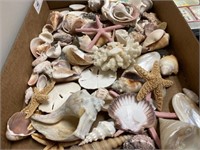 Recovered Seashells