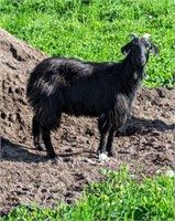 Nanny-Cashmere Goat-2 year, exposed