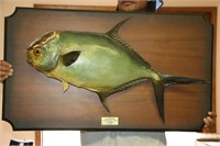 14 1/2 Pound Permit Fish Mounted