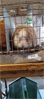 holland lop