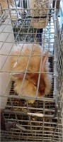 3 Ring Small Animal and Estate Auction - June 22nd