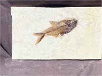 Fish, Fossil, Rock, Natural, Decor, Collectible, S