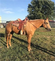 Reg 10 year old Quarter Horse mare