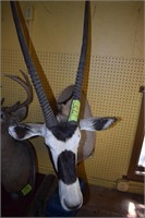 Prong Horn Deer mount