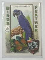 2021 Topps Allen & Ginter #BOF-6 Hyacinth Macaw!