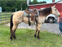 AQHA POSH IN THE PATCH