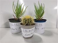 3 Live Plants, Aloe Vera & Golden Barrel Cactus