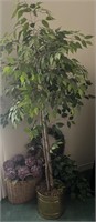 65in Faux Ficus Tree in Brass Planter w/ Ivy in
