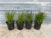 4 - Decorative Grass Plants