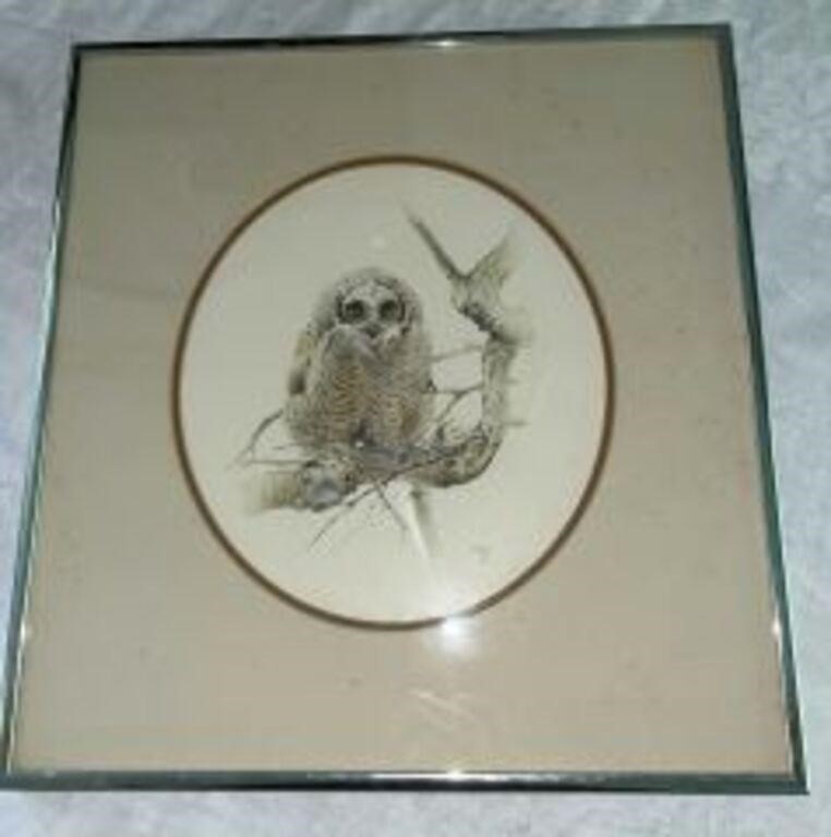 Framed White Owl Signed by J Carson