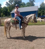 Dolly - 12yo Roan & White Gaited Mare