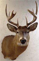 Whitetail Deer 9-Point Buck Taxidermy Mount