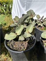 2 penwiper plant, a succulent