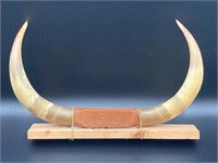 18” Bull Horn Display
