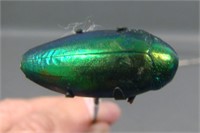Long Blister Beetle Hatpin