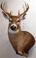 Whitetail Deer 10-Point Buck Taxidermy Mount