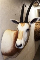 Scimitar Oryx Taxidermy Shoulder Mount