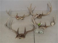 4 Vintage Deer/Buck Antler Racks - As Shown