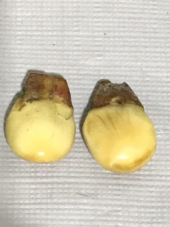 Pair of elk tooth