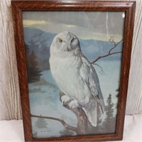 White Owl Hintermeister Litho