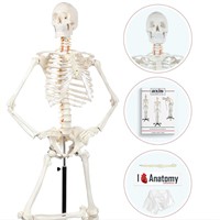 Axis Scientific Life Size Skeleton Model