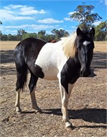 (VIC) COLOURED FILLY