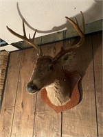 Deer mount