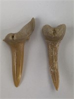 (2) Shark Teeth