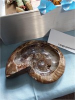 Large Ammonite Fossil Dish