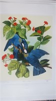 " WHITE CROWNED PIGEON" PRINT OF J.J. AUDUBON