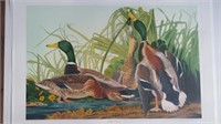 " MALLARD DUCKS" PRINT OF J.J. AUDUBON