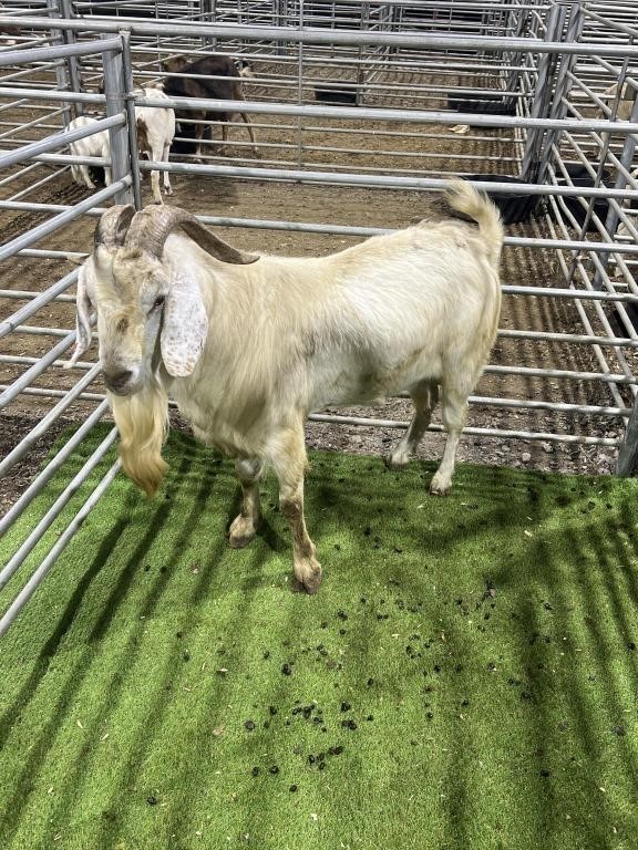 HILLTOP ACRES GOAT & SHEEP AUCTION 5/4/24